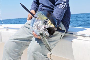 jigskinz_sardines_a5